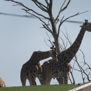 Rothschild’s Giraffe