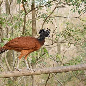 Great curassow (Crax rubra) female