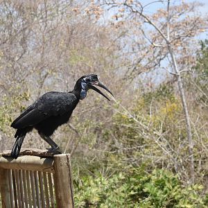 Abyssinian ground hornbill (Bucorvus abyssinicus)