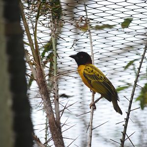 Village weaver (Ploceus cucullatus)