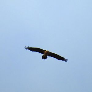 Bearded Vulture