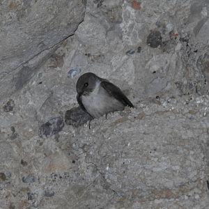 Crag Martin