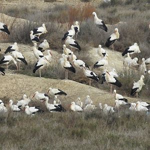 White Storks