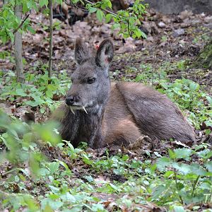 Siberian musk deer [2017]