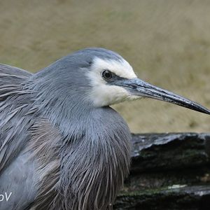 White-faced heron [2017]