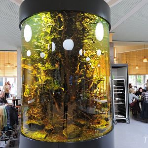 Cardinal tetra tank [2017]