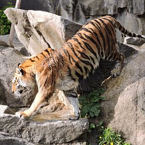 Siberian tiger [2017]