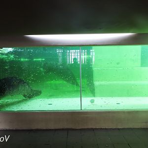 West Indian manatee tank - Dickhäuterhaus [2017]