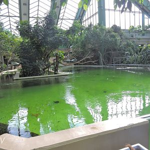 West Indian manatee tank - Dickhäuterhaus [2017]