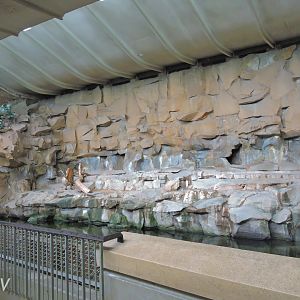 Tiger exhibit - Alfred-Brehm-Haus [2017]