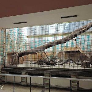 Serval exhibit - Alfred-Brehm-Haus [2017]