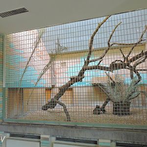 Clouded leopard exhibit - Alfred-Brehm-Haus [2017]