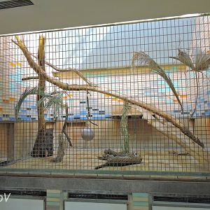 Javan leopard exhibit - Alfred-Brehm-Haus [2017]