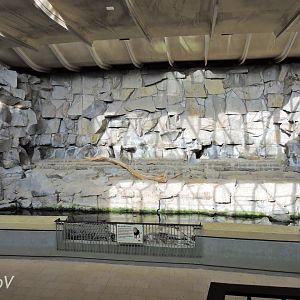 Lion exhibit - Alfred-Brehm-Haus [2017]