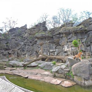 Tiger exhibit - Alfred-Brehm-Haus [2017]