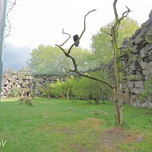 Vulture aviary [2017]