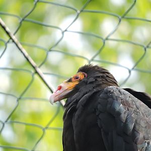 Lesser yellow-headed vulture [2017]