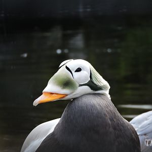 Spectacled eider [2017]