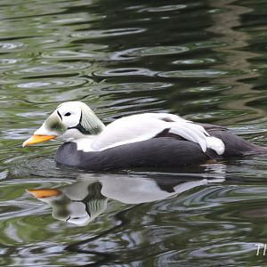 Spectacled eider [2017]