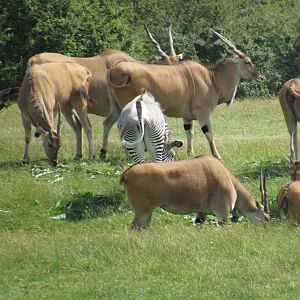 Common Eland and Grevy’s Zebra