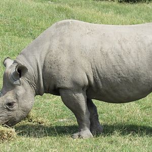 Eastern Black Rhinoceros