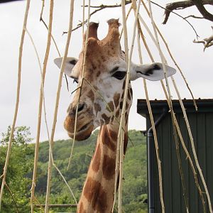 Rothschild’s Giraffe