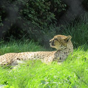 Southern Cheetah