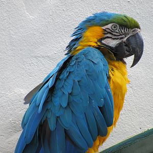 Blue and Gold Macaw