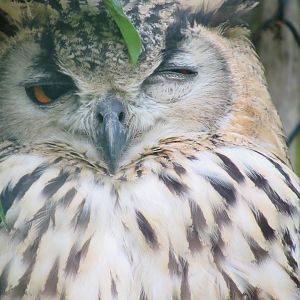 Eurasian Eagle Owl