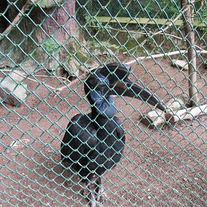 Abyssinian Ground Hornbill