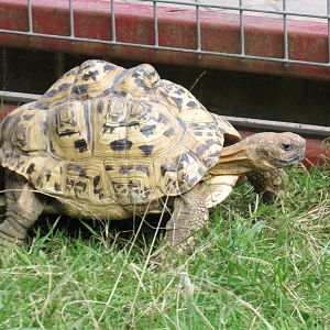 Leopard Tortoise