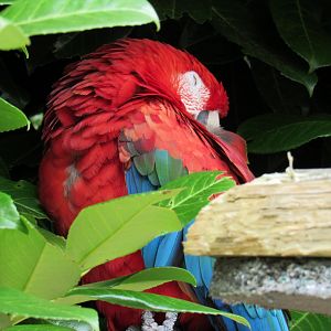 Scarlet Macaw