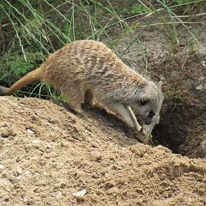 Meerkat