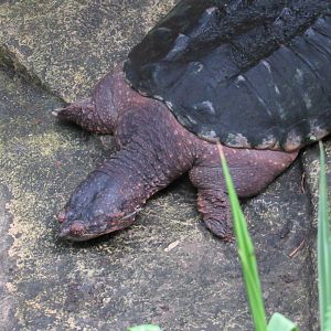 Turtle (species unclear)