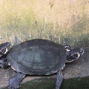 Slider Turtle