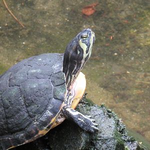 Slider Turtle