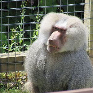 Hamadryas Baboon