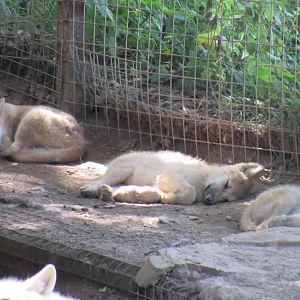 Hudson Bay Wolf puppies