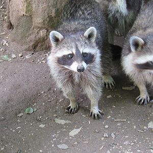 Northern Raccoon