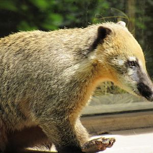 White-Nosed Coati