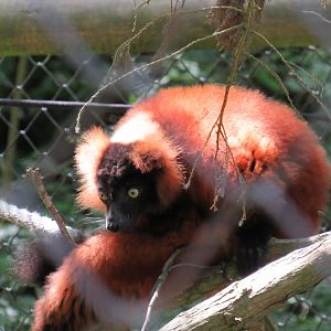 Red Ruffed Lemur