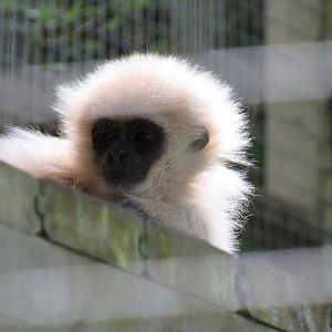 Lar Gibbon juvenile