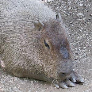 Capybara