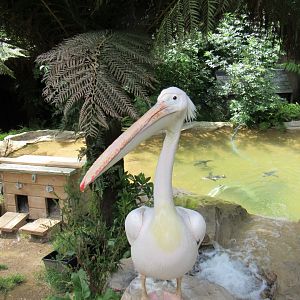 Pink-Backed Pelican