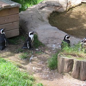 African Penguin
