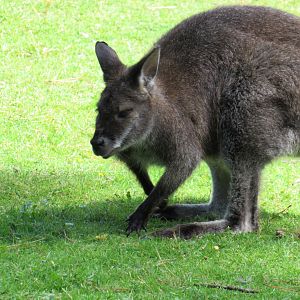 Bennett’s Wallaby