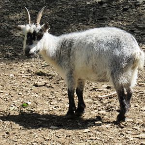 Pygmy Goat