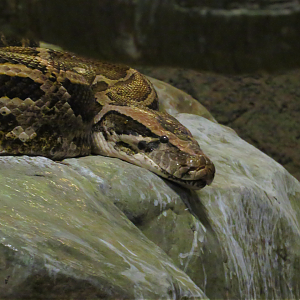 Burmese Python