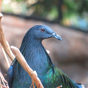 Nicobar pigeon