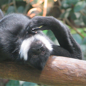 Northern white-cheeked gibbon